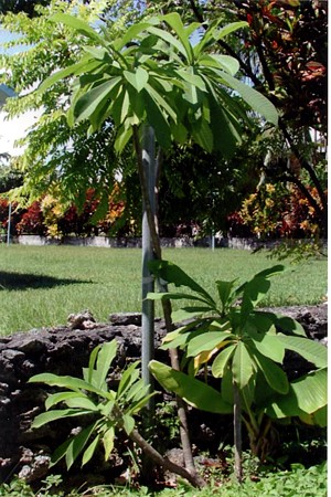 frangipani